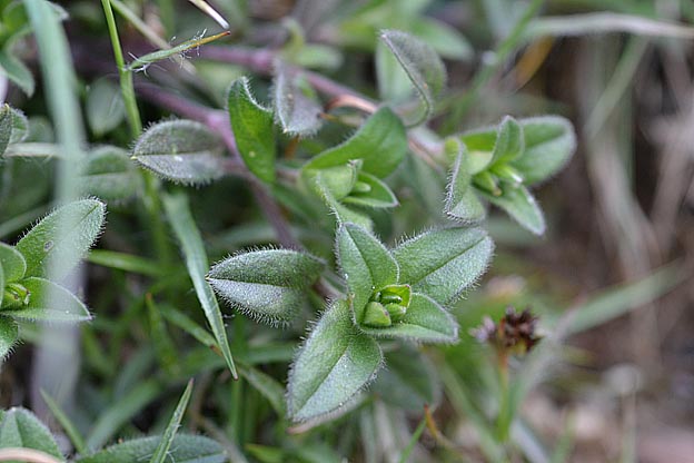 ミミナグサの葉とつぼみ