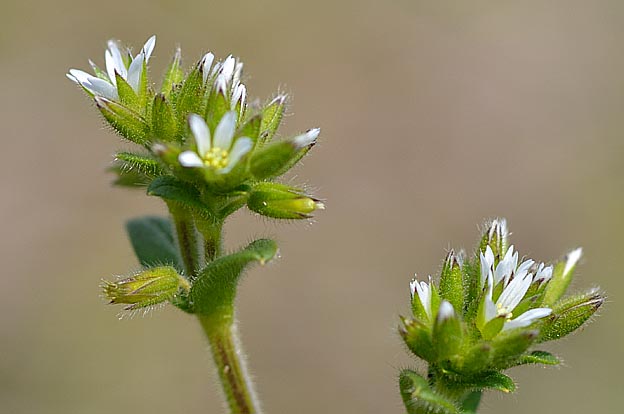 オランダミミナグサの花と茎
