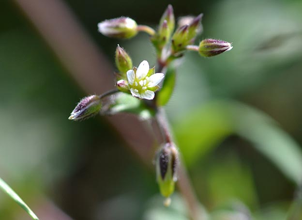 ミミナグサの花