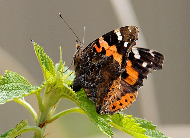 産卵中のアカタテハ