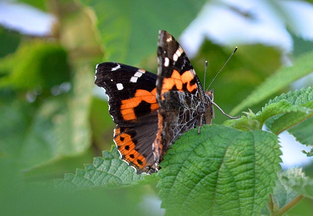 カラムシにとまるアカタテハ