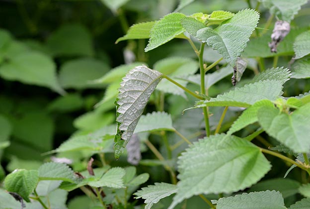 アカタテハの幼虫の巣