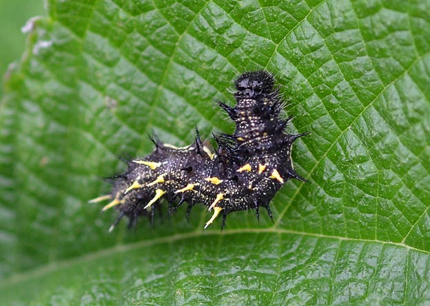 アカタテハの幼虫