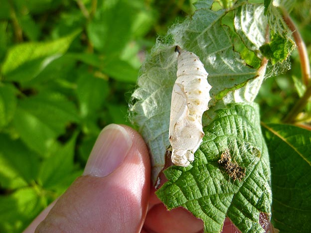 アカタテハの羽化殻