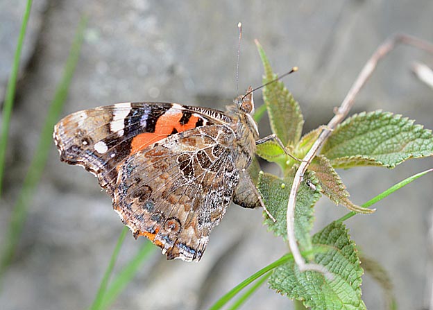 産卵するアカタテハ