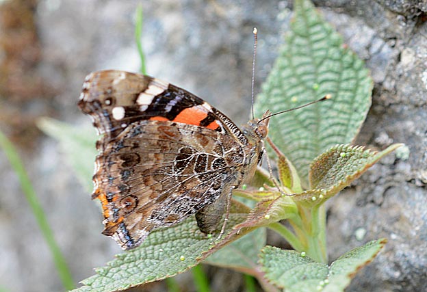産卵するアカタテハ