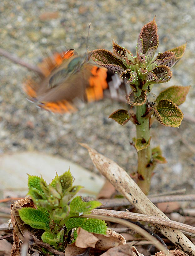 産卵に来たアカタテハ