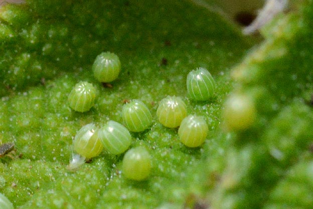 アカタテハの卵