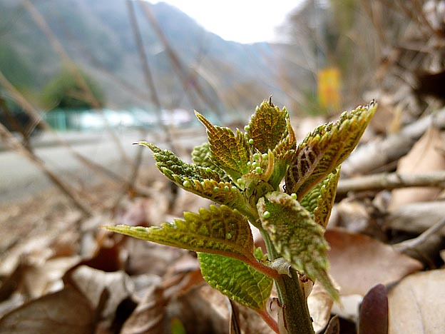 アカタテハの卵のある風景