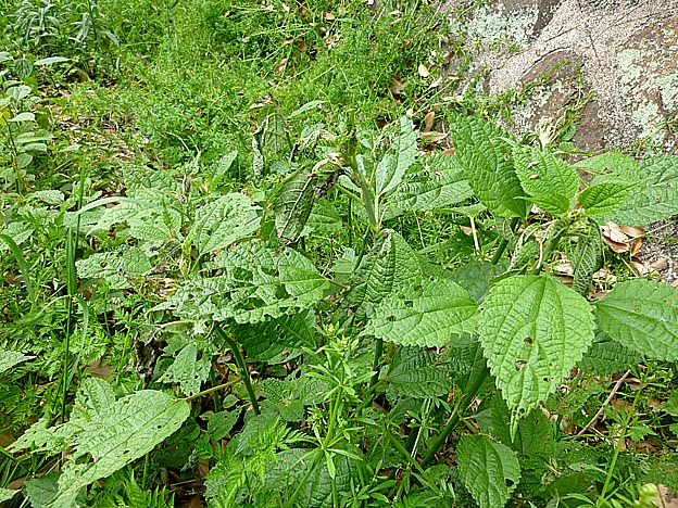 たくさんのアカタテハの幼虫の巣