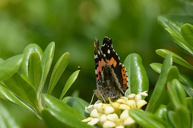 トベラに吸蜜に来たアカタテハ