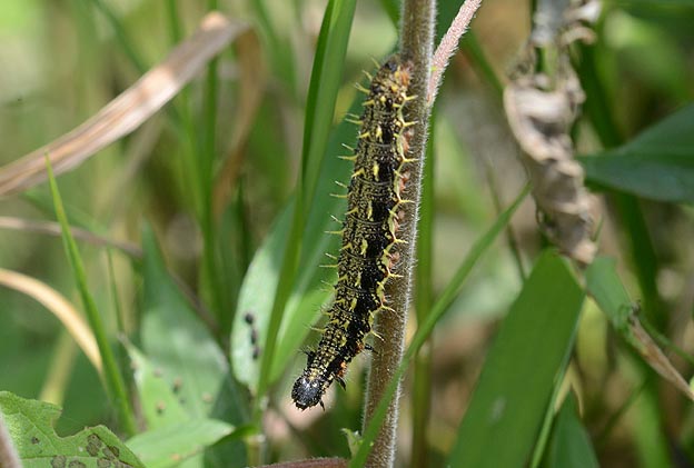 アカタテハの終齢幼虫