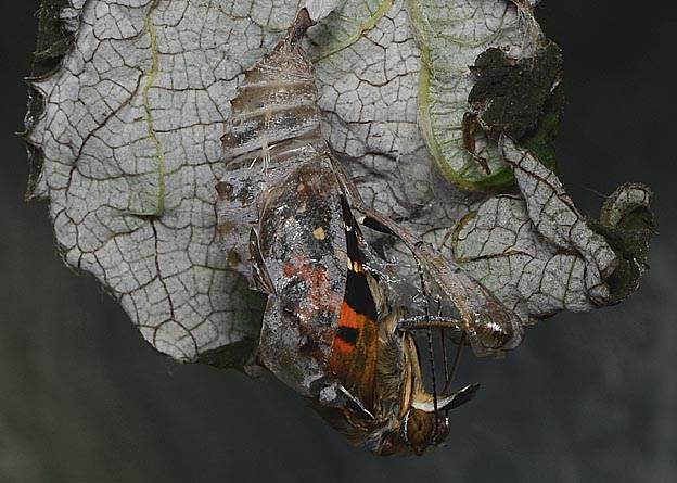 羽化を始めたアカタテハ