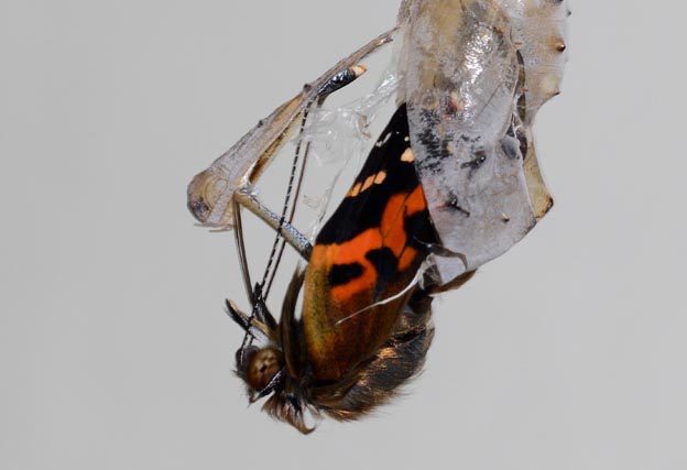 アカタテハの羽化