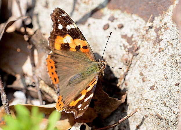 産卵場所を探すアカタテハ