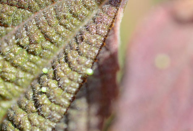 アカタテハの卵