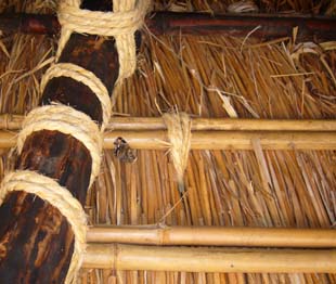 アカタテハの越冬場所