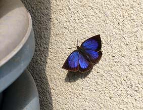 壁にとまるムラサキシジミ