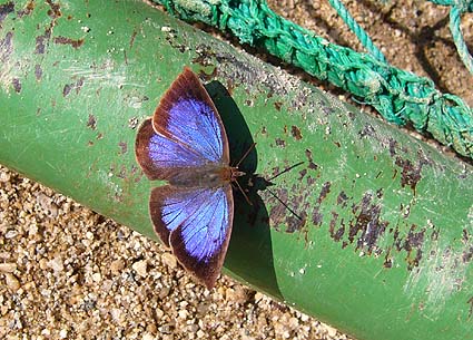 日光浴をするムラサキシジミのメス