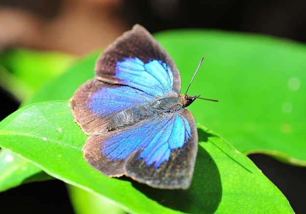 休息中のムラサキシジミ