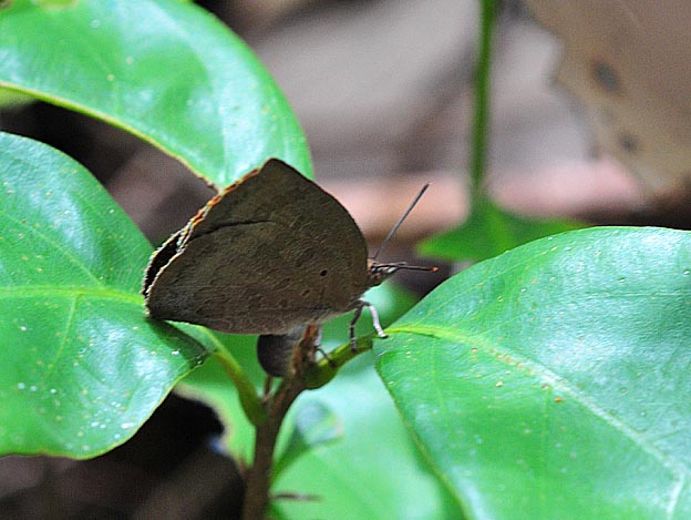 産卵をするムラサキシジミ