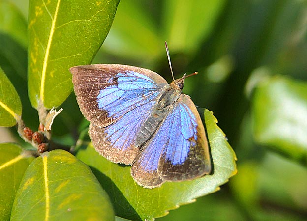 日向ぼっこをするムラサキシジミ