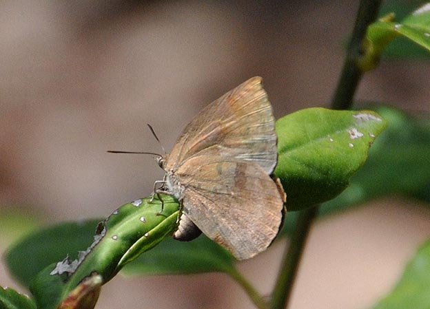 産卵中のムラサキシジミ
