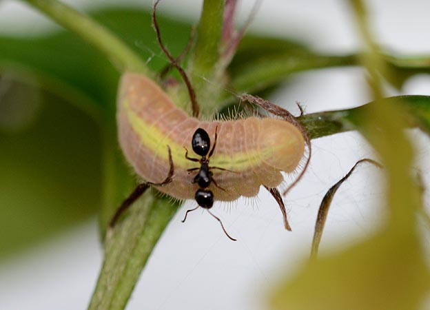 ムラサキシジミ終齢幼虫の写真