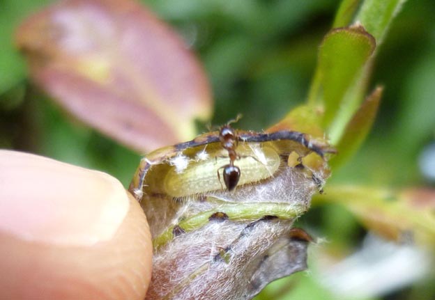 ムラサキシジミの幼虫の写真