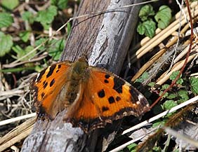 翅を開くヒオドシチョウ