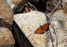 成虫越冬するヒオドシチョウ