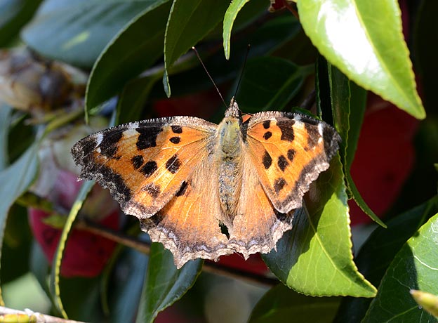 椿ツバキの花に来たヒオドシチョウ