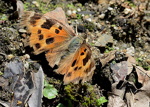 ボロボロになったヒオドシチョウ