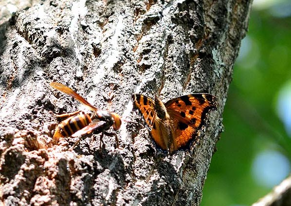 ヒオドシチョウとオオスズメバチ