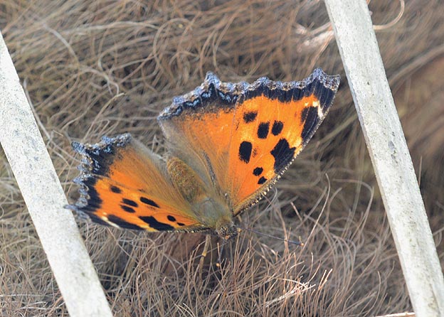 シュロに来たヒオドシチョウ
