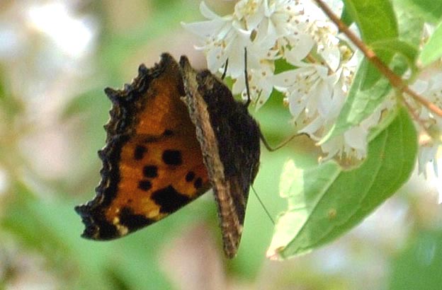 ウツギの花で吸蜜するヒオドシチョウ
