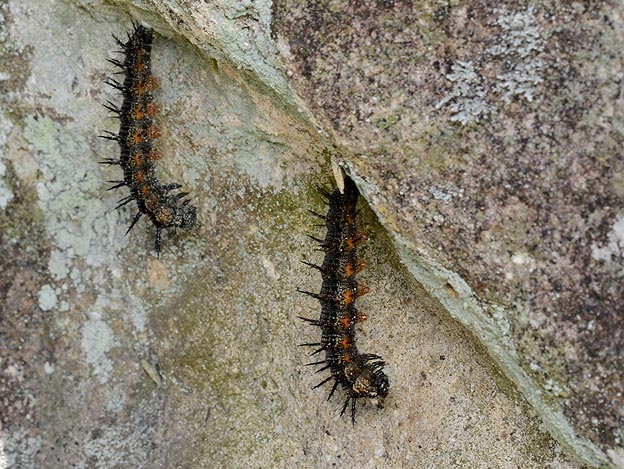 ヒオドシチョウの前蛹