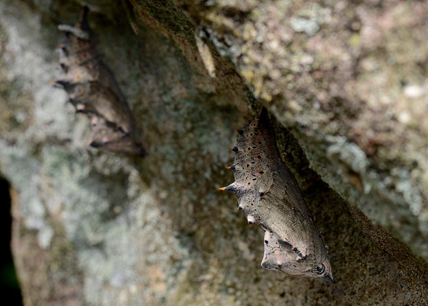 ヒオドシチョウの蛹