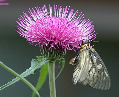 ノアザミで吸蜜するウスバシロチョウのめす