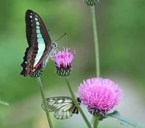 ノアザミで吸蜜するアオスジアゲハとウスバシロチョウのめす