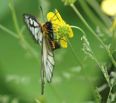 ウマノアシガタで吸蜜するウスバシロチョウのめす