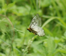 ウスバシロチョウの飛翔