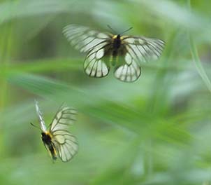 ウスバシロチョウの追尾