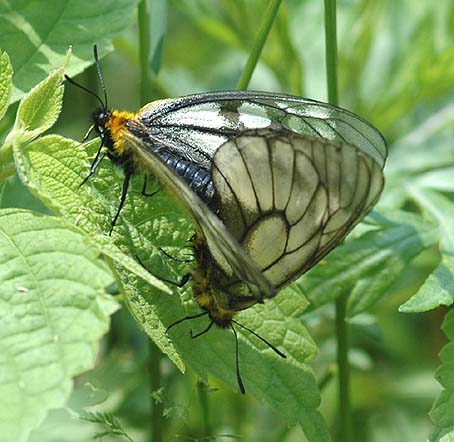 ウスバシロチョウの交尾…1