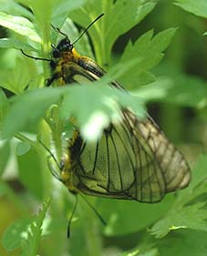 ウスバシロチョウの交尾…2