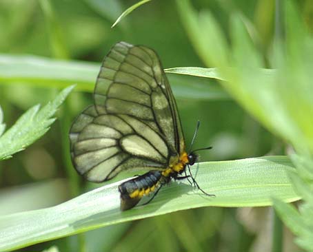 産卵場所を探しているようなウスバシロチョウのめす