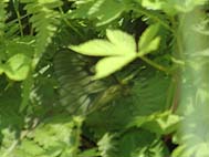 草の中にもぐりこんだウスバシロョウ