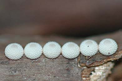ウスバシロチョウの卵