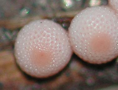 ウスバシロチョウ産卵直後の卵