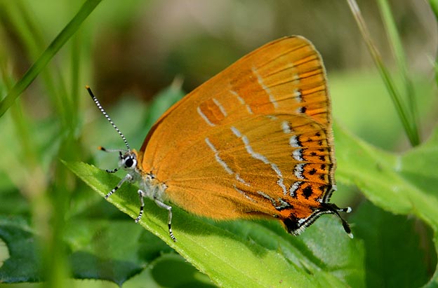 アカシジミの写真